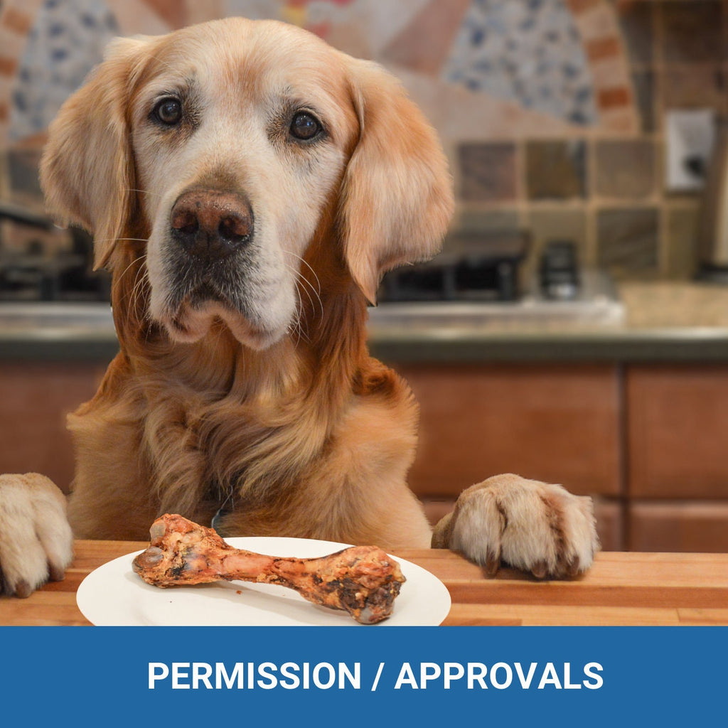 Pet in a Rental - It's their home too! Expectations and responsibilities - (4 pages) - plus a bonus