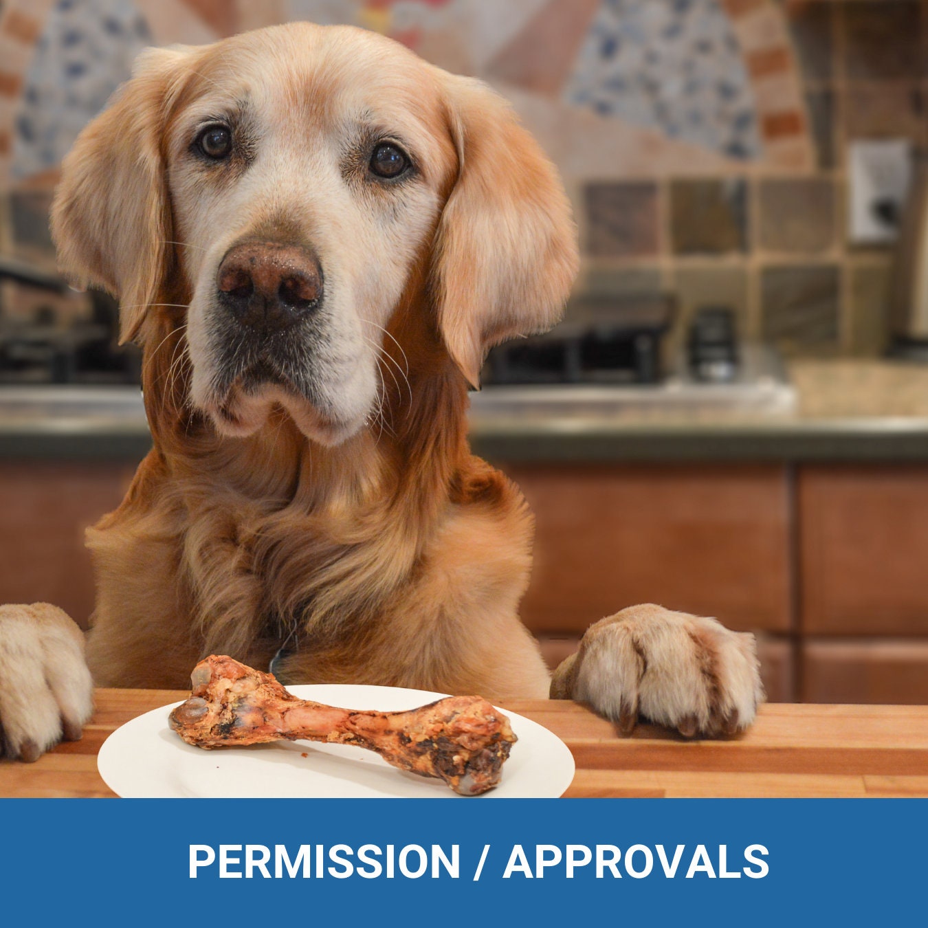 Pet in a Rental - It's their home too! Expectations and responsibilities - (4 pages) - plus a bonus