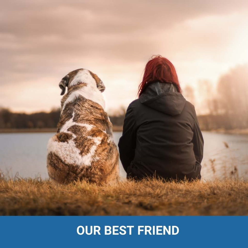 Pet in a Rental - It's their home too! Expectations and responsibilities - (4 pages) - plus a bonus